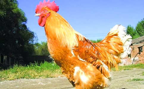 ҼҵĴuă(yu)