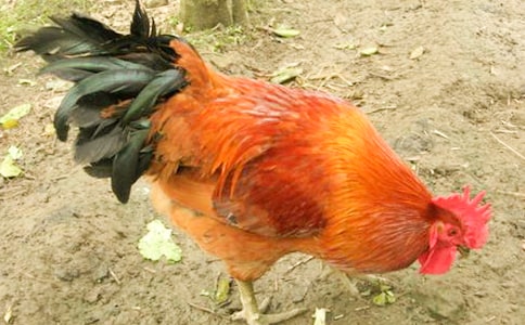 Сu