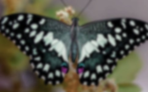 аg̰ɫĺ