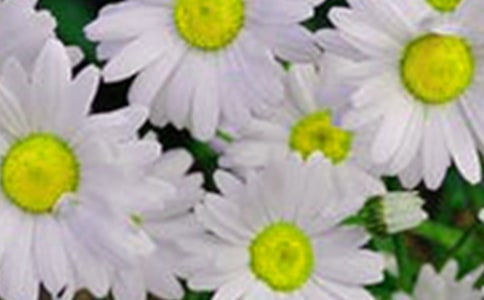 Ļ
