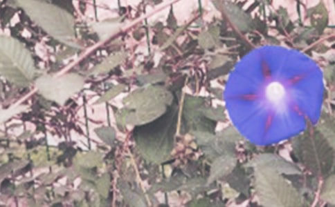 ţҵֲ