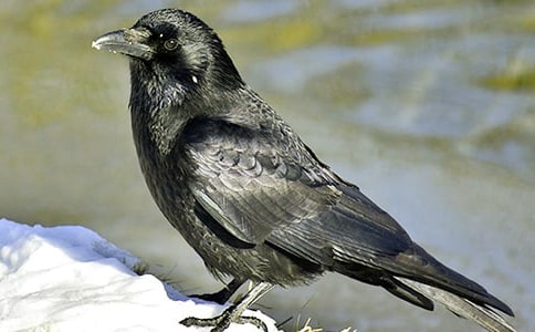 Čfˮ