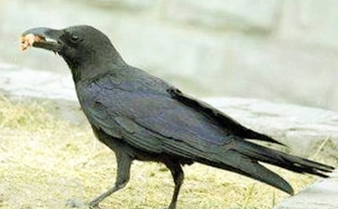 꼉Сfۋ