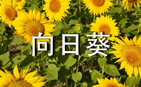 gտ̰