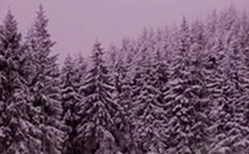 ֵСѩĺ̃