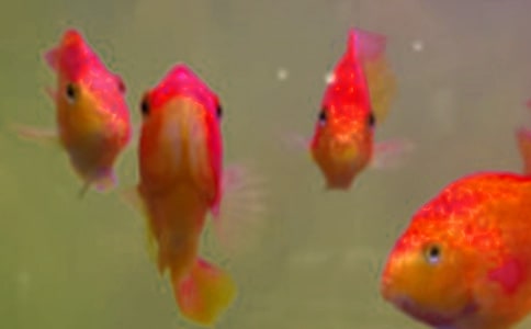 ~ُNͬ