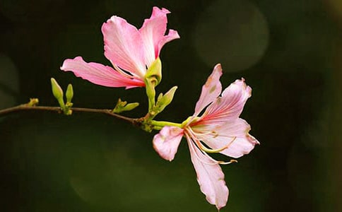 茑Gľ