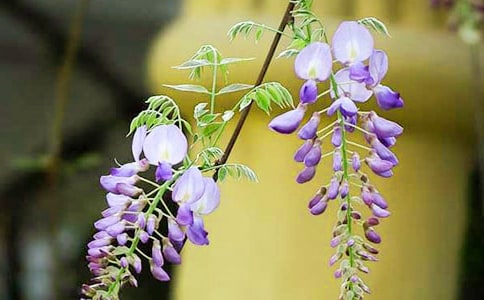 茑ٻľ10ƪ