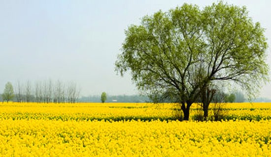 TӛąR8ƪ